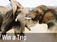Win a Trip