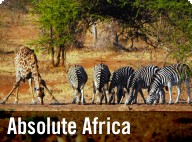 Absolute Africa