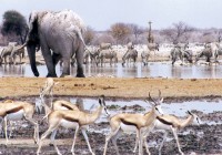 A plethora of animals congregate at a waterhole in Etosha National Park - a highllight of our Namibi