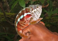 Madagascar is full of weird and wonderful creatures - come and visit them on a Madagascar Tour
