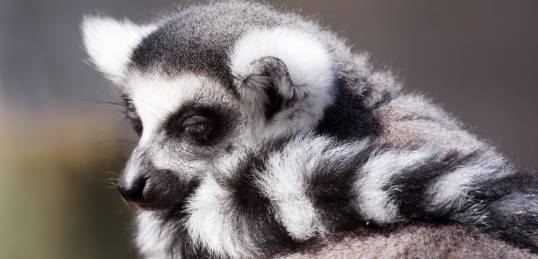 Ring Tailed Lemur baby