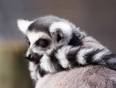 Ring Tailed Lemur baby