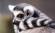 Ring Tailed Lemur baby