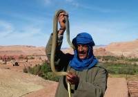 A Moroccan man holding a snake
