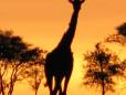 Giraffe in the setting sun