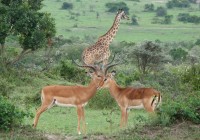 Giraffe and impala in the Masai Mara - often spotted on out African Safaris