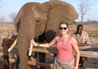 Meet the resident elephants in Victoria Falls on one of out African Safaris 