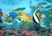 Tropical fish found in Mozambique's spectacular coral reefs