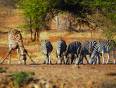 Giraffe and zebras at a waterhole