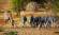 Giraffe and zebras at a waterhole