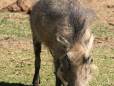 Warthog