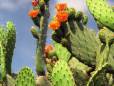 Colourful cactus in South Africa