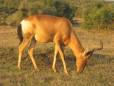 Antelope