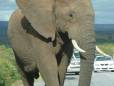 Elephant taking over the road