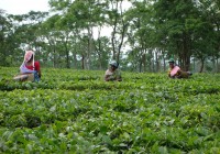 Tea pickers in a plantation in Assam
