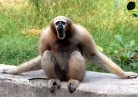 Female Hoolock Gibbon - photo courtesy of Madhur Mangal