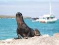 An iguana on the rocks in the Galapagos, with boats in the background