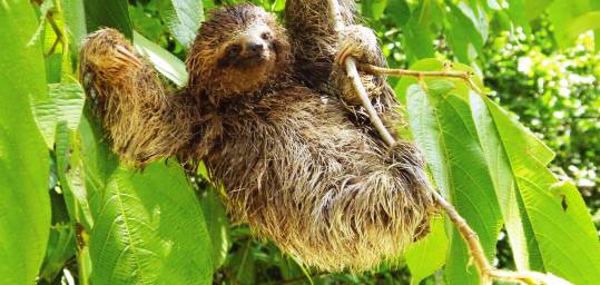 A sloth hanging from a tree