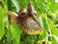 A sloth hanging from a tree