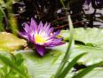 A bright purple waterlilly on the Amazon River