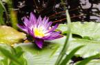 A bright purple waterlilly on the Amazon River