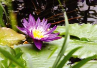 A bright purple waterlilly on the Amazon River