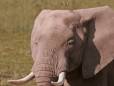 Amboseli elephant