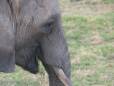 Close up of tusker, Amboseli