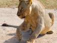 Lion in Amboseli National Park