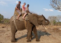 Take to the dizzy heights of elephant riding in Victoria Falls on an African Safari