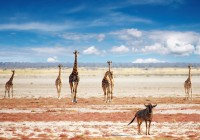 Giraffe and wildebeest in the vast plains of Etosha National Park - a must see on our Namibian Safar
