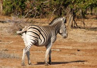The stripey zebra - one of Africa's favourite animals and the national animal of Botswana