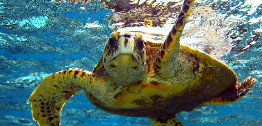 Turtle swimming in the Red Sea