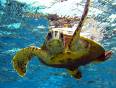 Turtle swimming in the Red Sea
