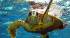Turtle swimming in the Red Sea
