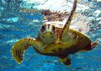 Turtle swimming in the Red Sea