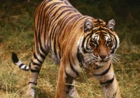 A tiger in Chitwan National Park in Nepal
