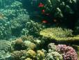 Aqaba corals