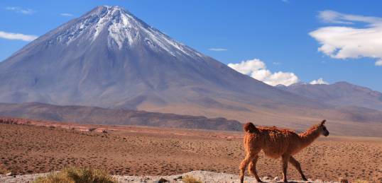 An alpaca wanders past a volcano in the Atacama Desert in Chile.