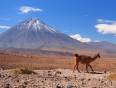 An alpaca wanders past a volcano in the Atacama Desert in Chile.
