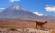 An alpaca wanders past a volcano in the Atacama Desert in Chile.