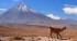 An alpaca wanders past a volcano in the Atacama Desert in Chile.