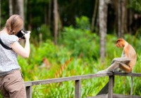 A probiscus monkey poses for a photo in Borneo.
