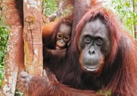 Stay in an Iban long house - a traditional home in Borneo