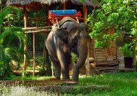 Visit an Elephant Conservation Centre on a Thailand tour.