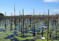 Lilies and reeds in the Okavango Delta - a highlight to any Botswana adventure.