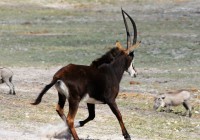 A sable runs towards a warthog on one of our African Safaris