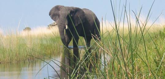 Elephant in the Okavango Delta in Botswana