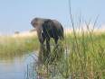 Elephant in the Okavango Delta in Botswana