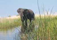 Elephant in the Okavango Delta in Botswana